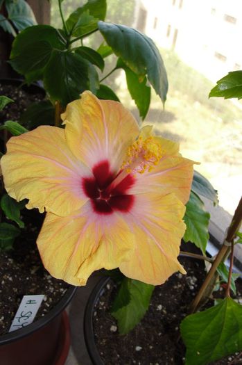 hibiscus Yellow Holiday sau  Safran