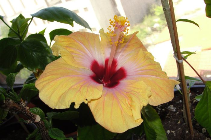  - Hibiscus-2