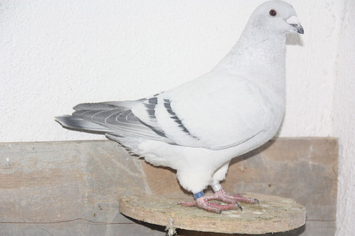 IMG_0490 - CEVA amintiri