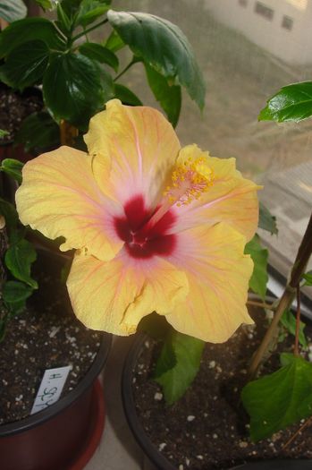 hibiscus Safran