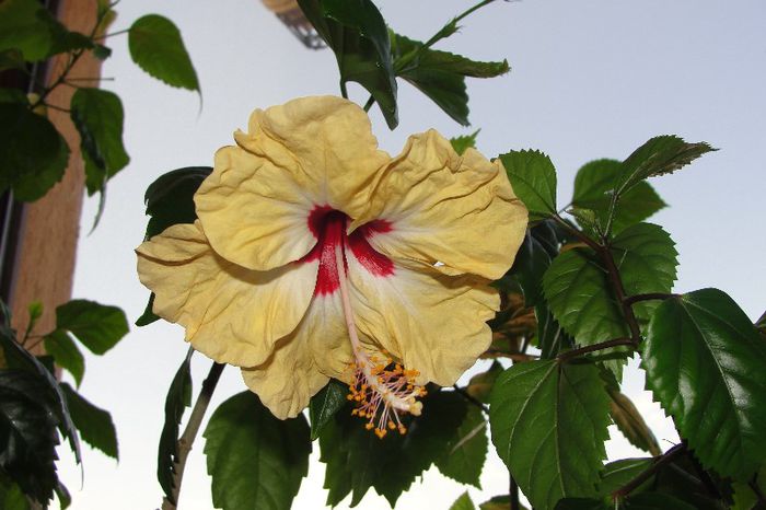 hibiscus Sylvia Goodman