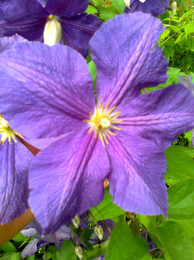 Fotografie0506 - Clematite