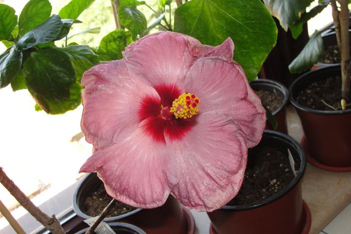 hibiscus Katlyn Jane