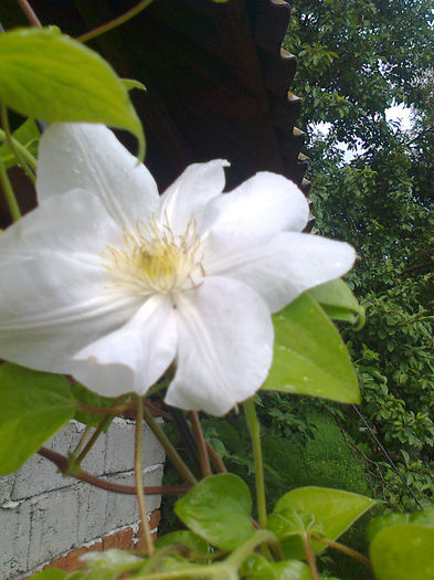 Fotografie0572 - Clematite