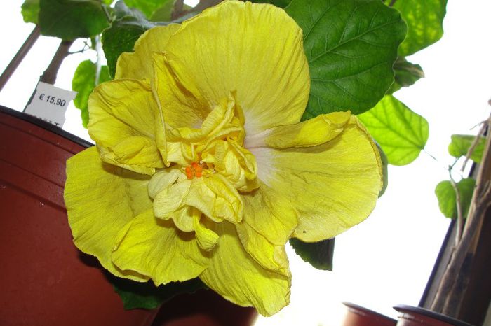  - Hibiscus Gommer 1