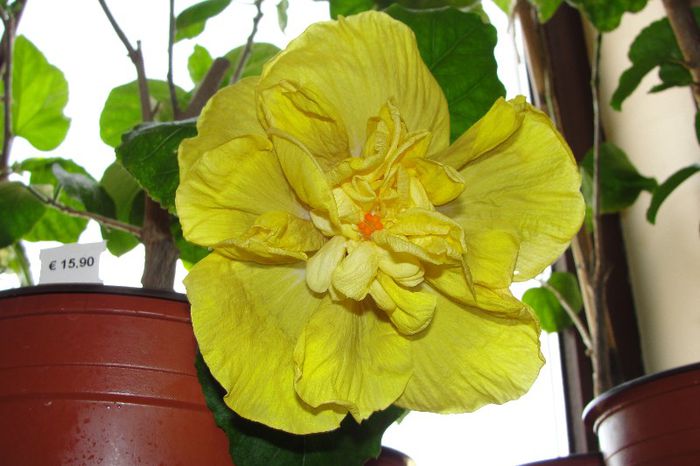  - Hibiscus Gommer 1