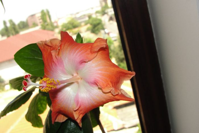  - Hibiscus Gommer 1