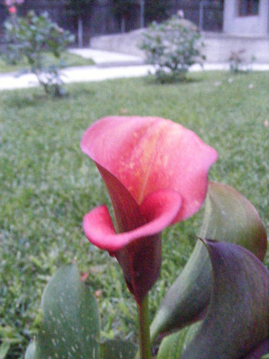 DSCF0020