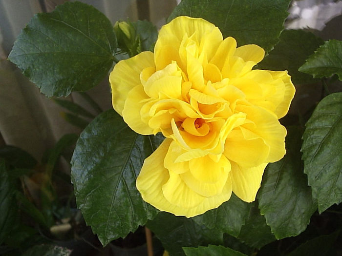 03.08.2013 - Hibiscus 2013