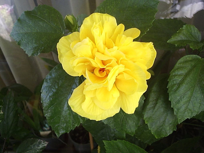 03.08.2013 - Hibiscus 2013