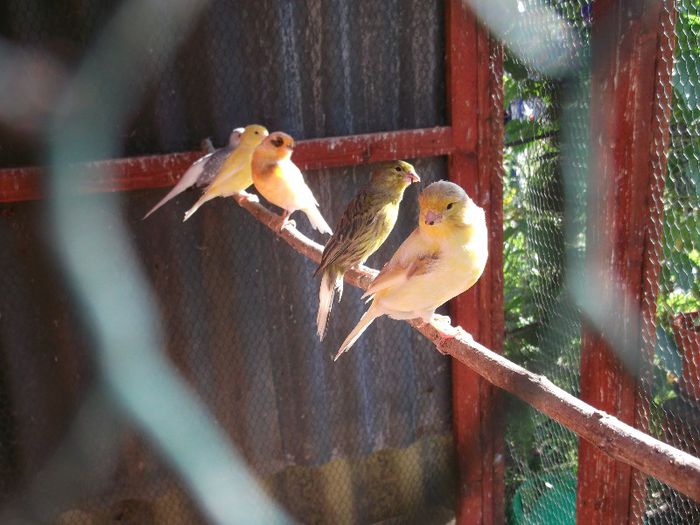 DSCF1028 - Puii mei de canari glosteri 2016