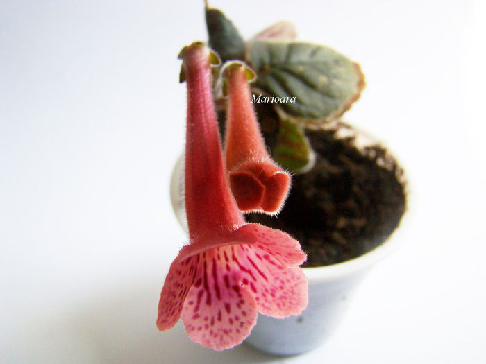 Minisinningia MC`s Peach Blossom - Minisinningia MCs Peach Blossom