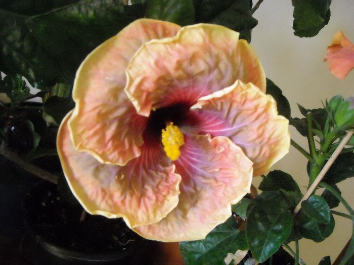 Jolanda Gommer - Hibiscus 2013-2
