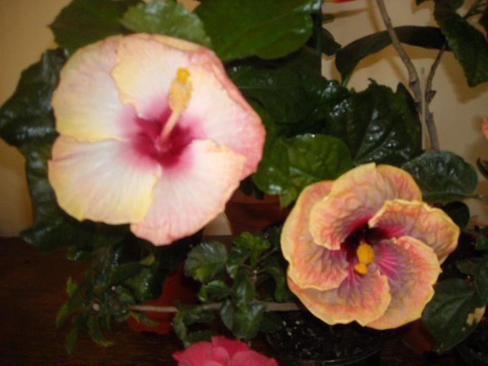 Chariods of Fire ???? + Jolanda Gommer - Hibiscus 2013-2