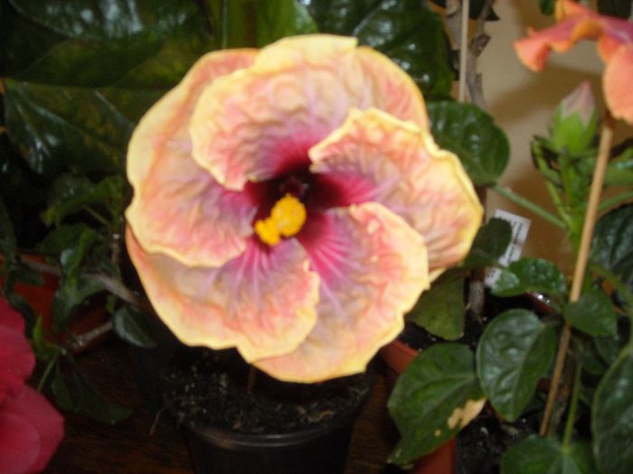 Jolanda Gommer - Hibiscus 2013-2