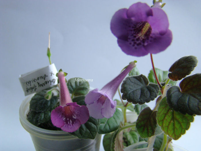 Minisinningiile Cherry Sprite, MC`s Lilac Spring si Bj`s Haula Dance