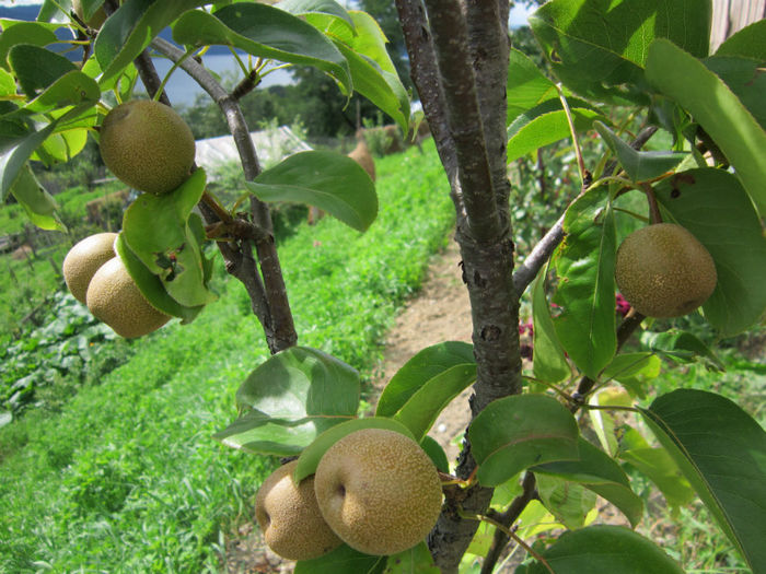 par japonez - POMI FRUCTIFERI 2013