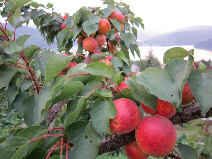 in sfarsit coapte! - POMI FRUCTIFERI 2013