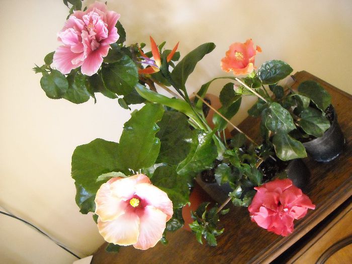 hibiscus  grup - Hibiscus 2013-2