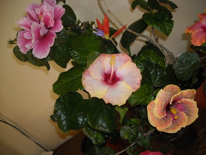 Hibiscus grup - Hibiscus 2013-2