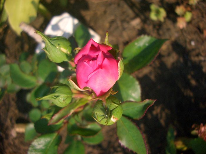 Baronesse ® - trandafiri 2013 - part IV