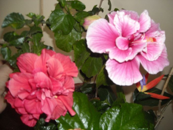 Toledo + Charles Septembre - Hibiscus 2013-2