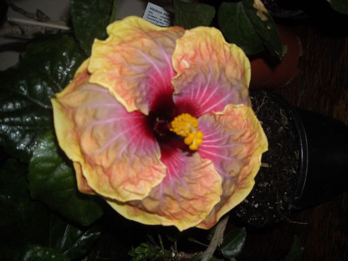Jolanda Gommer - Hibiscus 2013-2