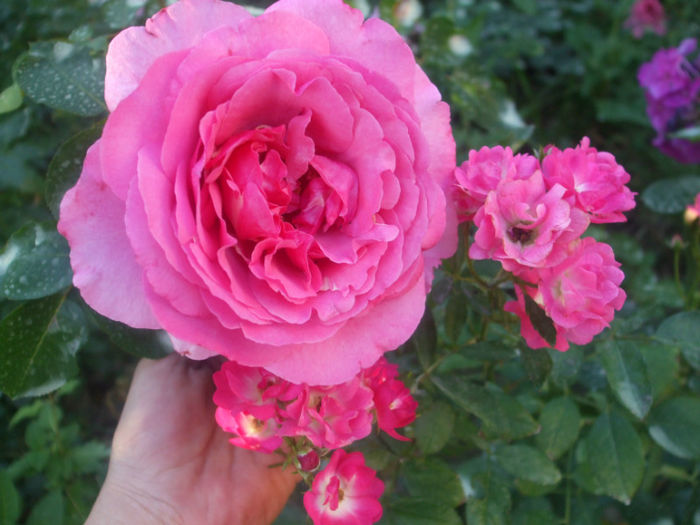 Yves Piaget si Orleans Rose