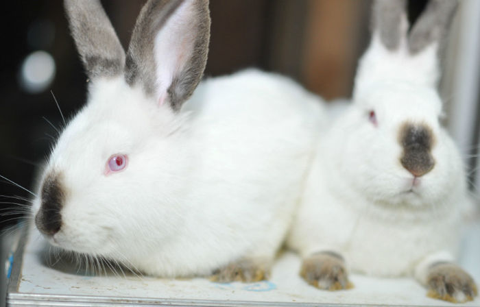 DUM_5493 - Prima generatie de pui California