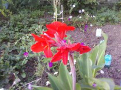 80789031_ECYUWJF[1] - gladiole si canna