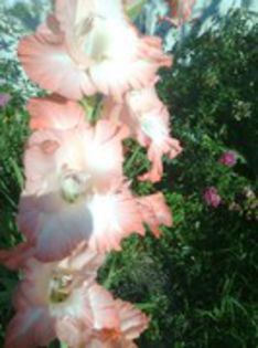 80789170_JIJWBJJ[1] - gladiole si canna