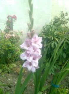 80789260_REDCSQK3[1] - gladiole si canna