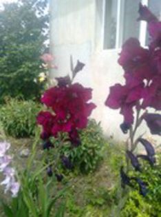 80789262_ZIPGZNE3[1] - gladiole si canna