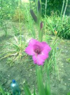 80789265_NRJVJFL[1] - gladiole si canna