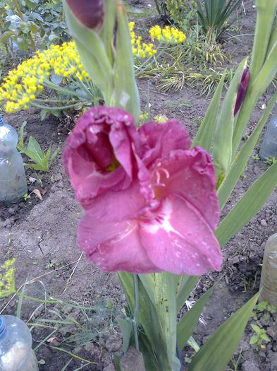 Fotografie0127 - gladiole si canna