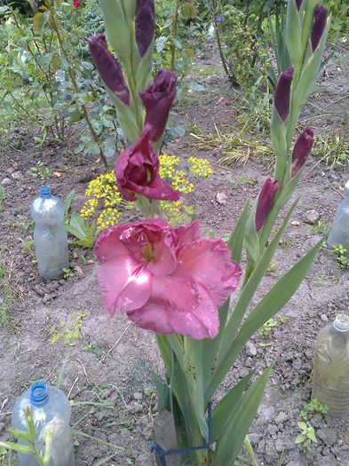 Fotografie0134 - gladiole si canna