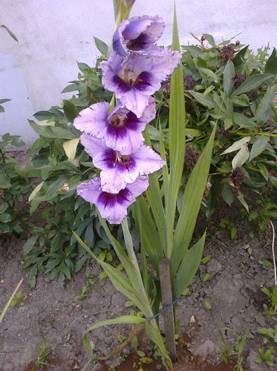 Fotografie0136 - gladiole si canna