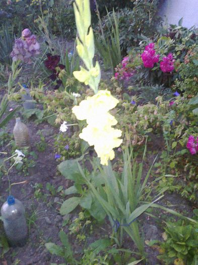 Fotografie0147 - gladiole si canna