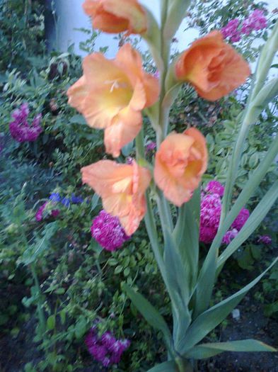 Fotografie0151 - gladiole si canna