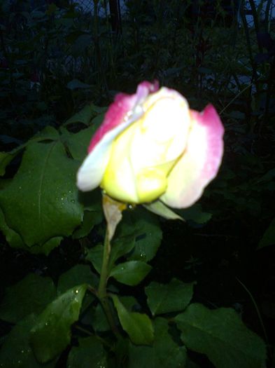 Fotografie0067 - trandafiri