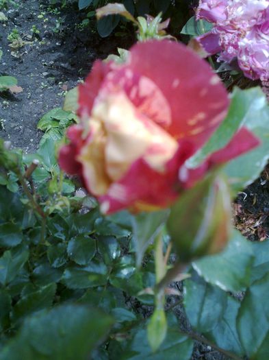 Fotografie0082 - trandafiri