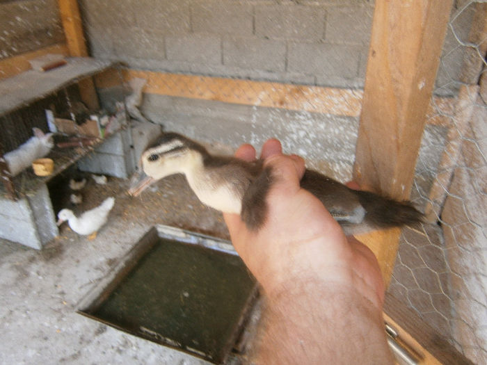 CAROLIN STANDARD NASCUT PE 21.07.2013 - CAROLINE ALBE