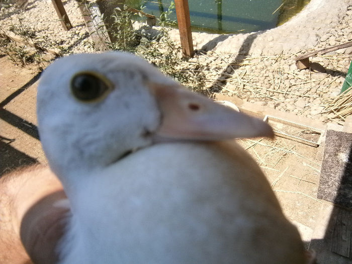 P8052208 - CAROLINE ALBE