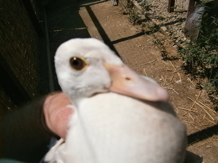 P8052209 - CAROLINE ALBE