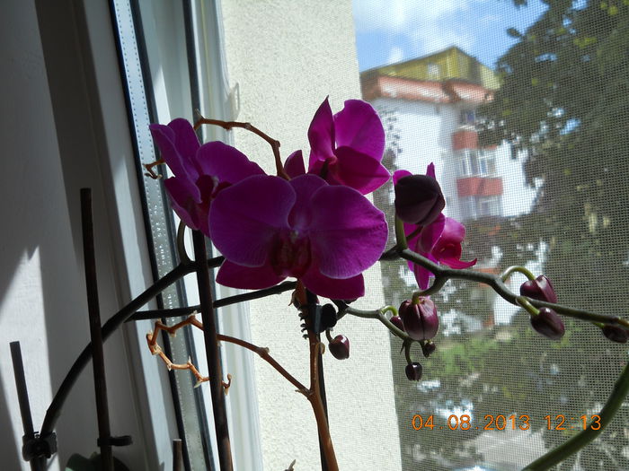 016 - AUGUST 2013