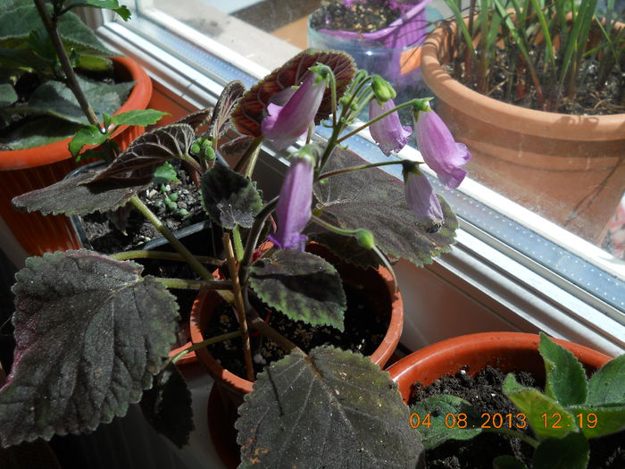 056 - AUGUST 2013