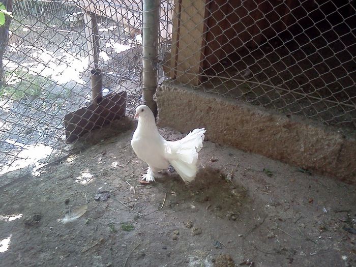 voltat maghiar de vanzare