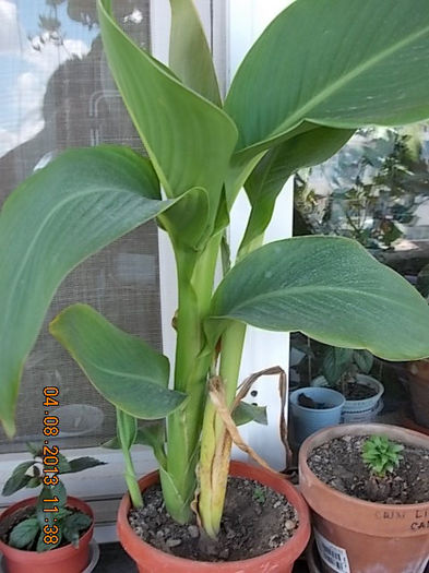 canna-multumesc liuta !:) - august 2013-flori