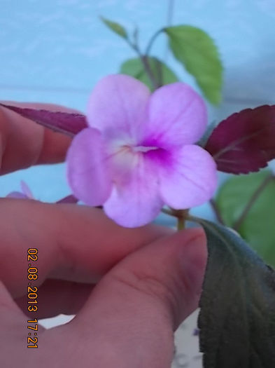 4 august 2013-flori 003 - achimenes