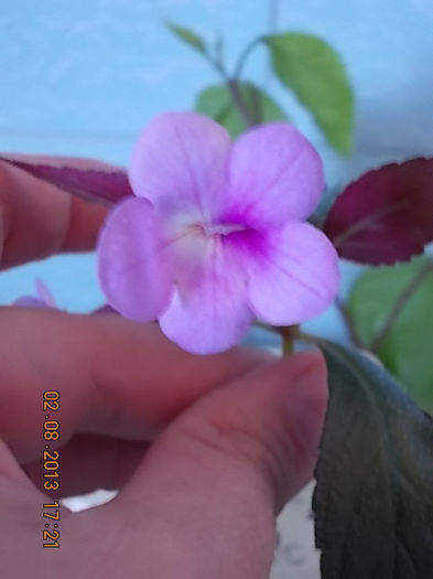 peach blossom - achimenes